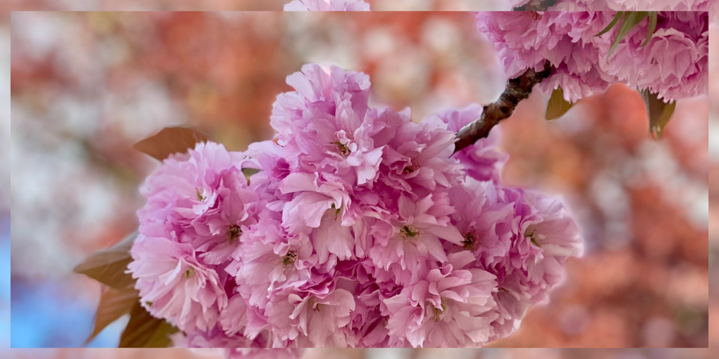 Spring blossom flowers representing calmness, mindfulness, and wellbeing