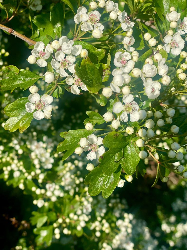 Spring Mindfulness: Using Nature Intentionally